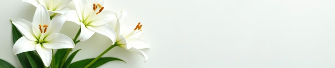 Obraz premium White Lily flower bouquet in a pristine arrangement, perfect for designs requiring a touch of elegance and sophistication, beautiful, white lily