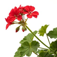 Geranium Flower