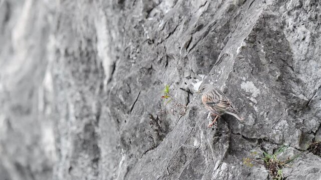 The Alpine accentor in the mountains (Prunella collaris)