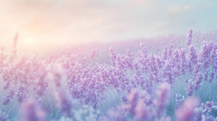 Obraz premium A serene lavender field bathed in soft light, evoking tranquility and beauty.