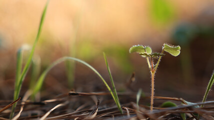 Fresh green sprout growing in the spring