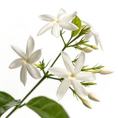 Fototapeta premium Star Jasmine
