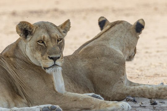 Lionesses rest in shade in Chobe, Botswana