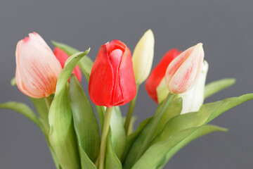 tulipe