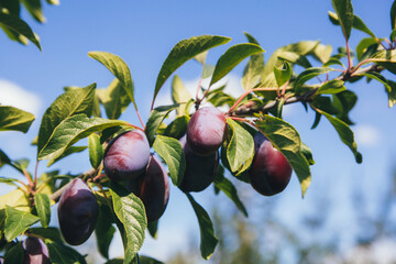 Ripe blue plums hang from branches in a sunny garden