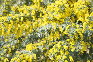 黄色の花　ミモザ