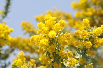 Obraz premium 黄色の花 ミモザ