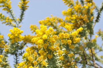 黄色の花　ミモザ