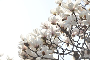 白色の花　モクレン