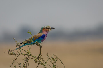 Lilac-breasted roller on branch