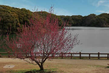 佐布里池と梅