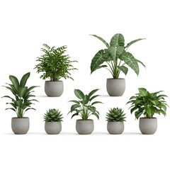 Fototapeta premium A collection of stylish indoor plants in modern pots, adding a touch of greenery to any home or office. Perfect for enhancing your living space with fresh, vibrant foliage.