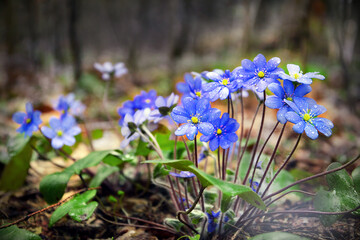 Blue flowers - hepatica nobilis in forest. Nature background, wild plant.