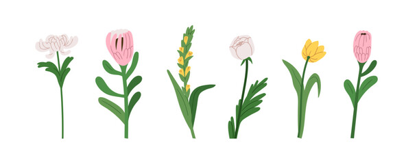 Flower blossoms set. Floral branches with blooms, stems, leaves. Gorgeous spring garden plants. Chrysanthemum, gladiolus, protea, rose and tulip. Flat vector illustration isolated on white background