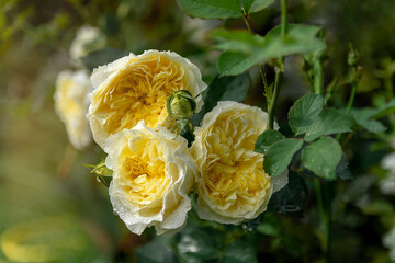 Beautiful bush of yellow roses in a spring garden. Rose garden.