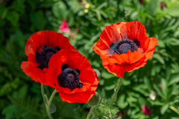 Three red poppies isolated on green background.