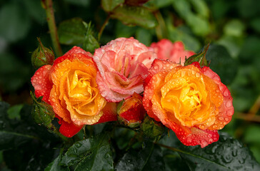 colorful tenderness roses with dew in the nature blurred background. Top view. For design, texture, background. Nature.