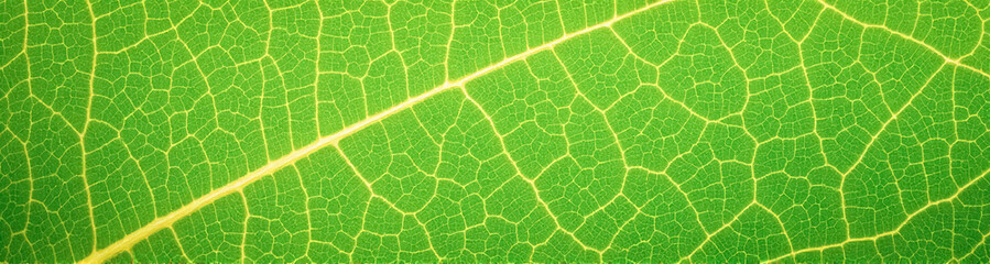 close-up view of a green leaf's intricate vein texture