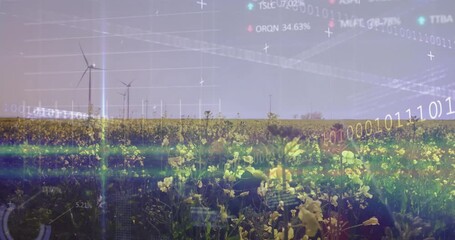 Wind turbines spinning in yellow flower field with financial data animation overlay - Powered by Adobe