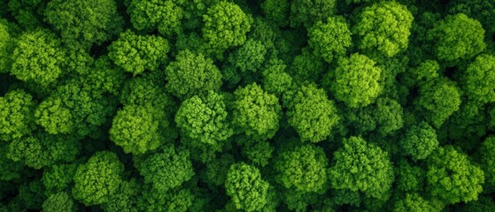 Naklejka premium Aerial view of forest treetops