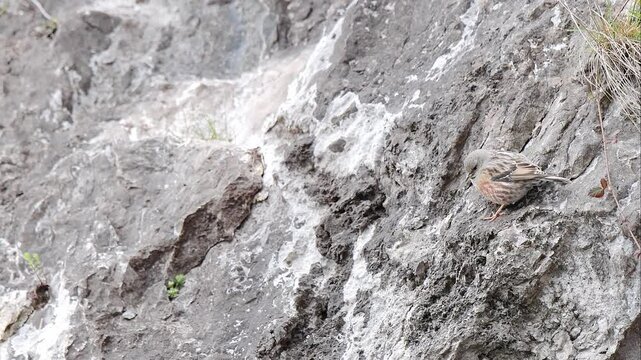 On mountain wall, the Alpine accentor (Prunella collaris)
