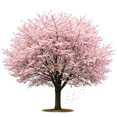 Obraz premium Pink Cherry Blossom Tree in Full Bloom