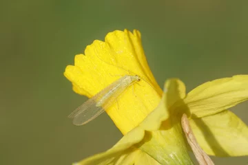  Closeup Green lacewing (Chrysoperla carnea), family Chrysopidae. On yellow flower of daffodil (Narcissus cyclamineus Tête à tête). Spring, march, Netherlands © Thijs de Graaf