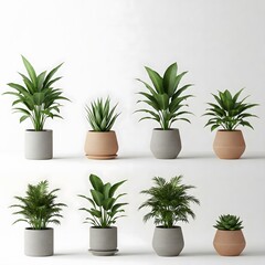 Fototapeta premium A collection of stylish indoor plants in modern pots, adding a touch of greenery to any home or office. Perfect for enhancing your living space with fresh, vibrant foliage.