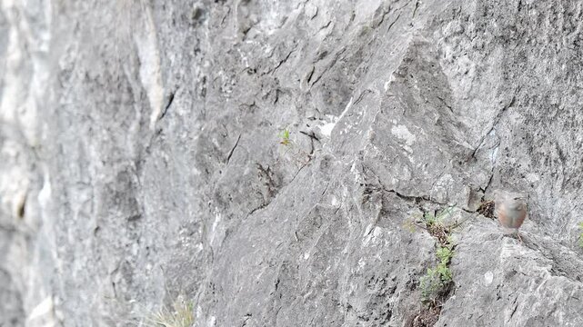 The Alpine accentor on mountain wall (Prunella collaris)