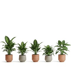 Obraz premium A collection of stylish indoor plants in modern pots, adding a touch of greenery to any home or office. Perfect for enhancing your living space with fresh, vibrant foliage.