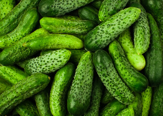 Many cucumbers texture. Cucumber background. Fresh green cucumbers on the background. Close-up. Top down view.
