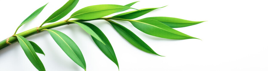 Obraz premium graceful green bamboo branch with lush leaves