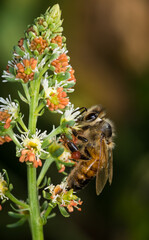 close up of Honey Bee collecting nectar from flower