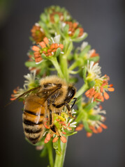 close up of Honey Bee collecting nectar from flower
