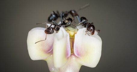 Group of Ants collecting nectar from a swan plant flower