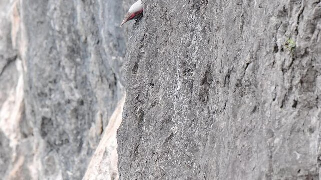 At hunt, the Wallcreeper looking for food (Tichodroma muraria) 