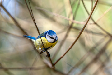 Mésange bleue posée sur une branche fine