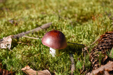 Russula mushroom growing in green moss close-up. Photogenic mushroom with a brown hat and white leg.