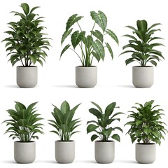 Fototapeta premium A collection of stylish indoor plants in modern pots, adding a touch of greenery to any home or office. Perfect for enhancing your living space with fresh, vibrant foliage.