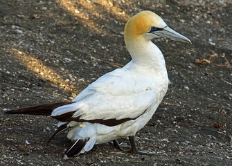 close up of an australasian gannett at the muriwai gannet colony at otakamiro point on  muriwai beach on the west coast of the north island of new zealand