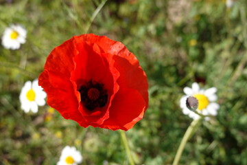 close-up poppy with red petals in wild field with wild daisies