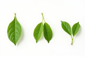 Obraz premium Green Leaves Collection: Single, Double, and Twin Leaf Arrangements
