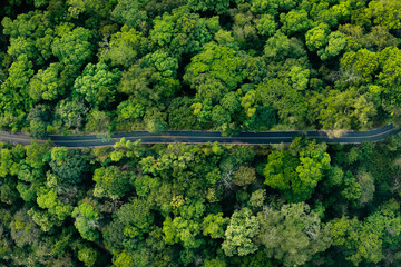 Naklejka premium Aerial view of forest road and green trees. Transportation and environment. Forest view angle.