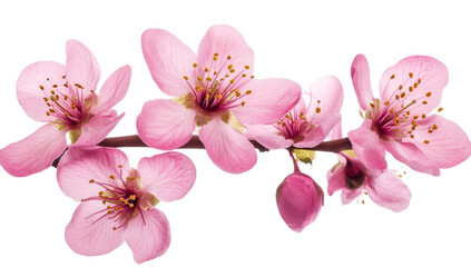 Obraz premium a beautiful arrangement of pink cherry blossom flowers on a branch showcasing delicate petals and vibrant stamens symbolizing spring and renewal