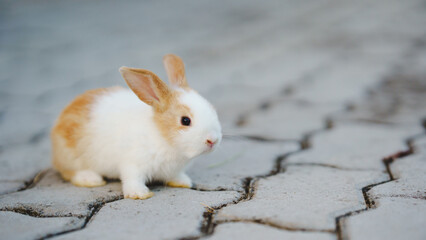 Rabbit innocent curious concept. A small rabbit with brown and white fur sits on a cobblestone surface.