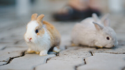 Rabbit innocent curious concept. Two adorable rabbits sit closely on a stone surface, showcasing their fluffy fur and curious expressions.