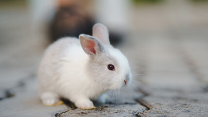 Rabbit innocent curious concept. A small, fluffy rabbit exploring a wooden surface in a natural setting.