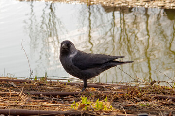 black winged blackbird