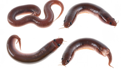 four angles of a brown elongated aquatic creature likely a type of eel or fish emphasizing its smooth texture and distinct features