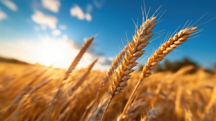 Fototapeta premium Golden wheat field swaying gently under a bright summer sky with clouds and sunlight illuminating the landscape